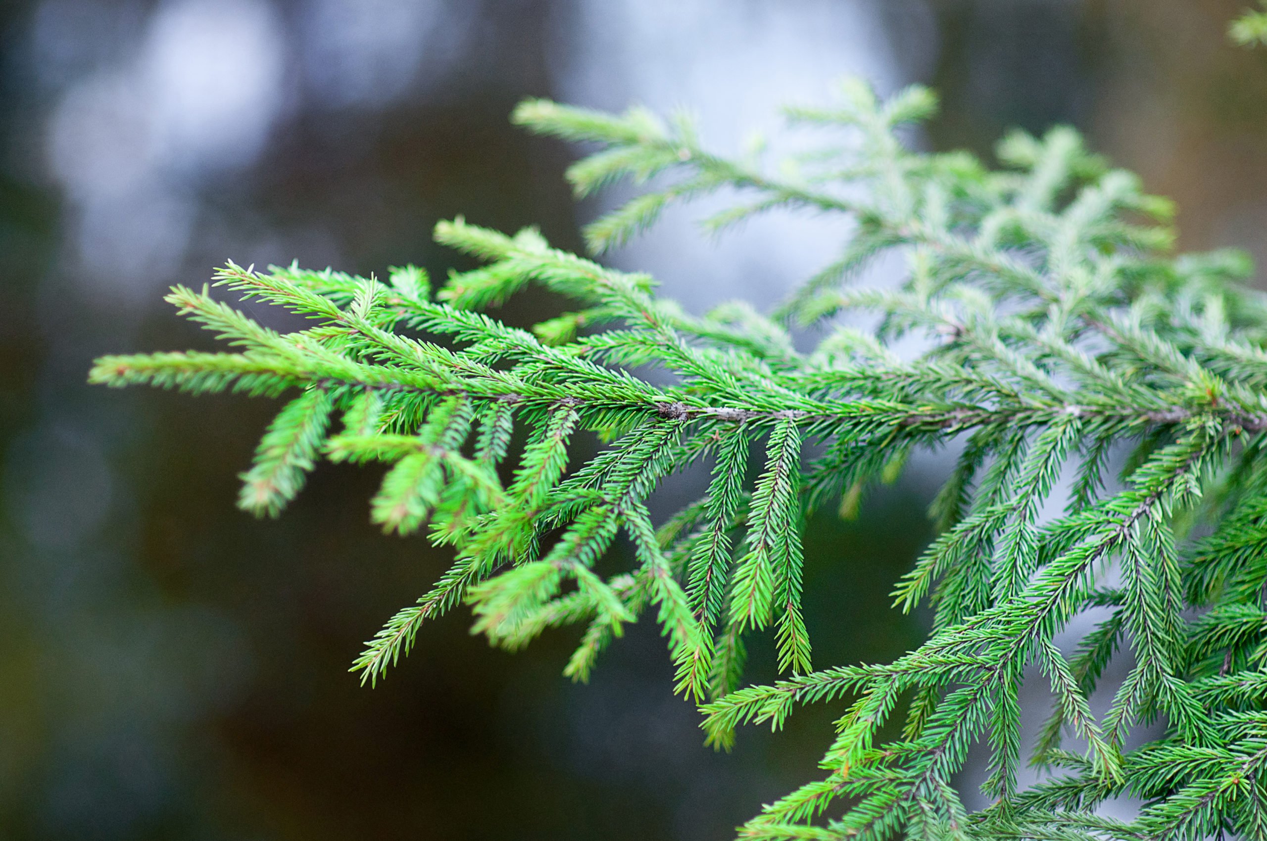 Background of Christmas tree branches